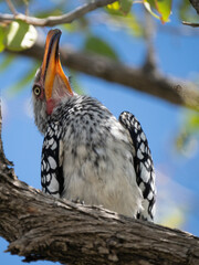 Südlicher Gelbschnabeltoko (Tockus leucomelas)
