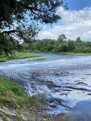 tree in the water, lake in Rawang. beautiful Nature