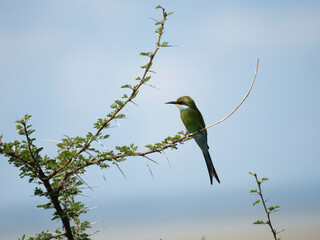 Schwalbenschwanzspint (Merops hirundineus)