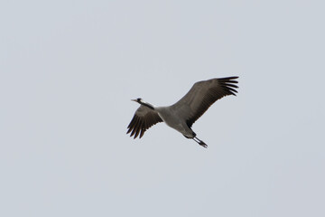 Common crane (Grus grus) flying in the sky in spring.