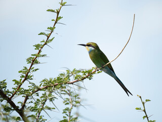 Schwalbenschwanzspint (Merops hirundineus)