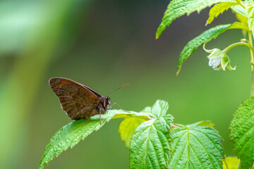 Day butterfly on flowers, spring.