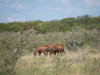 Fototapeta premium Südafrikanische Kuhantilope (Alcelaphus caama), auch Südliche Kuhantilope, Rote Kuhantilope, Kap-Hartebeest oder Kaama