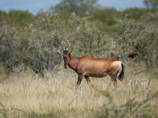 Südafrikanische Kuhantilope (Alcelaphus caama), auch Südliche Kuhantilope, Rote Kuhantilope, Kap-Hartebeest oder Kaama