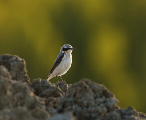 Northern wheatear or wheatear (Oenanthe oenanthe) male sitting on top of a dirt pile in spring.