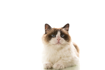 Beautiful young healthy Ragdoll cat on a white background.