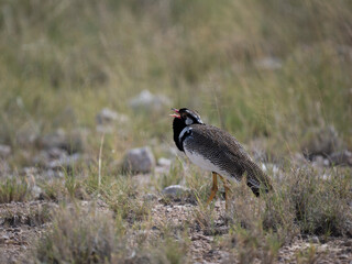 Weißflügeltrappe (Afrotis afraoides)