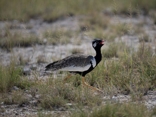 Weißflügeltrappe (Afrotis afraoides)