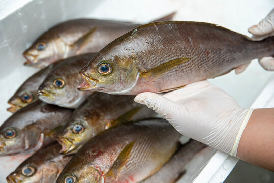 Isaki is a fish from Japan used in omakase ingredients and various dishes in food.