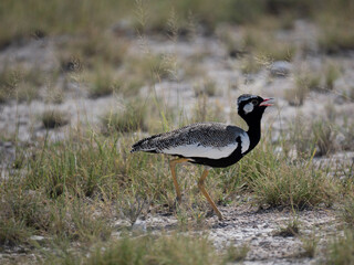 Weißflügeltrappe (Afrotis afraoides)