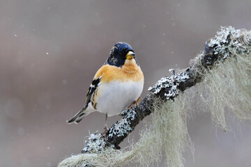 Naklejka premium Brambling (Fringilla montifringilla) male in snowfall perched on a branch in spring. 