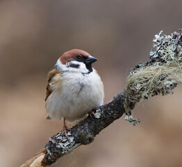 Eurasian tree sparrow (Passer montanus) sitting on a branch in the garden in spring.	

