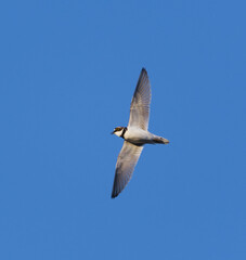 Little ringed plover (Charadrius dubius) flying in the sky doing a display flight in spring.