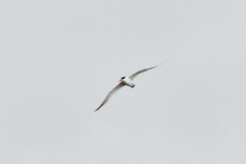 Caspian tern (Hydroprogne caspia) flying in the sky in summer.	