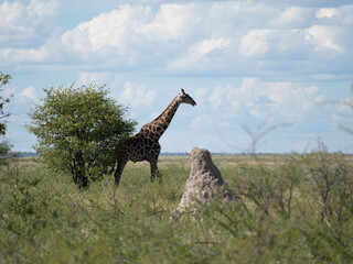 Angola-Giraffe (Giraffa giraffa angolensis)