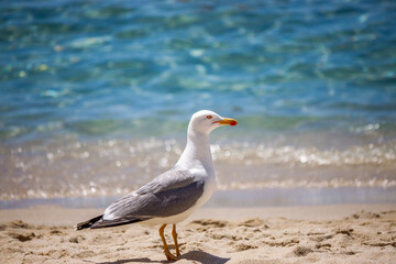 Fototapeta premium Close-up of a seagull on the beach among tourists at the seaside, looking for food