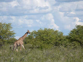 Angola-Giraffe (Giraffa giraffa angolensis)