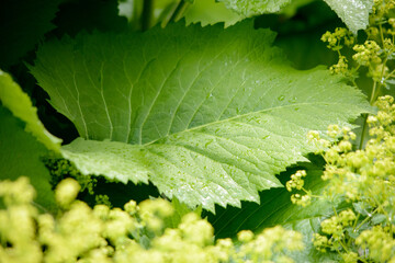 Großes grünes Blatt im Detail mit hellen Akzenten