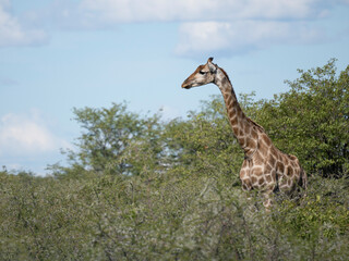 Angola-Giraffe (Giraffa giraffa angolensis)