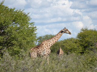 Angola-Giraffe (Giraffa giraffa angolensis)