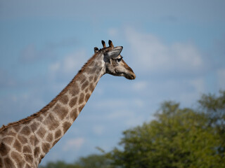 Angola-Giraffe (Giraffa giraffa angolensis)