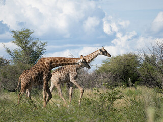Angola-Giraffe (Giraffa giraffa angolensis)