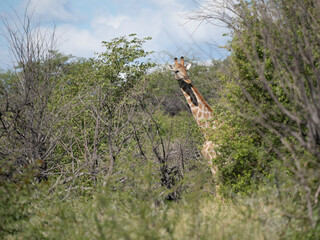 Angola-Giraffe (Giraffa giraffa angolensis)