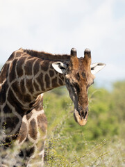Angola-Giraffe (Giraffa giraffa angolensis)