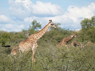 Angola-Giraffe (Giraffa giraffa angolensis)
