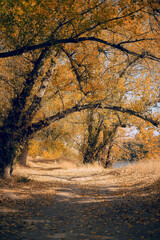 Autumn forest, showcasing the purity and beauty of nature, autumn landscape, changing seasons
