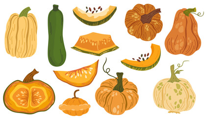 Set of fresh autumn vegetables. Orange pumpkin, gourd, green and yellow squashes, and zucchini. Variety of fall harvest. Flat vector illustration of ripe veggies isolated on white background