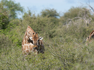 Angola-Giraffe (Giraffa giraffa angolensis)