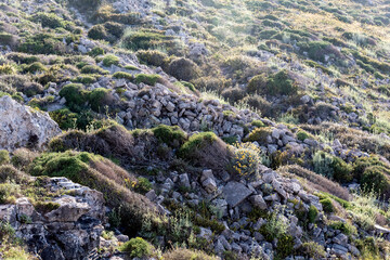 A shot of a rocky hillside with typical Mediterranean plants. Sicily