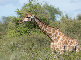 Angola-Giraffe (Giraffa giraffa angolensis)