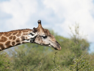 Angola-Giraffe (Giraffa giraffa angolensis)