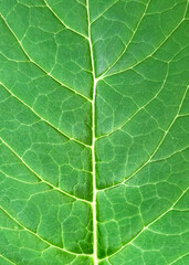 green leaf close up abstract natural background