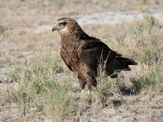 Gaukler (Terathopius ecaudatus)