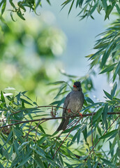 Himalyan birds, Himalayan Black Bulbul Hypsipetes leucocephalus on a tre branch in Himalayas, India