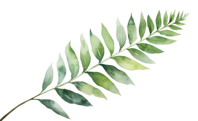 PNG Plant leaf fern astragalus.