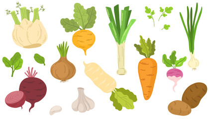 Fresh organic root vegetables. Set of healthy farm food. Carrot, onion, radish, daikon, garlic, beet and potato tubers. Summer harvest. Colored flat vector illustration isolated on white background
