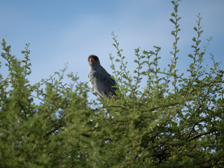 Weißbürzel-Singhabicht (Melierax poliopterus)
