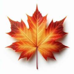 Maple leaf isolated on white background with autumn colors featuring red orange and yellow hues in a seamless nature illustration