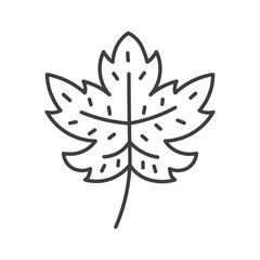 Maple Leaf Doodle Line Icon. Hand drawn foliage symbol. Autumn Fall Sign. Isolated vector illustration in cartoon sketch style.