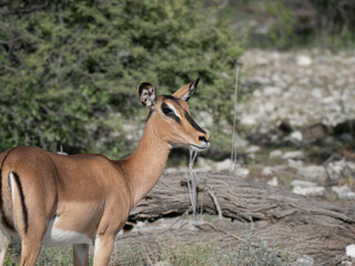  Schwarzfersenantilope oder Impala (Aepyceros melampus)