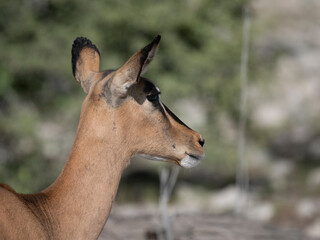  Schwarzfersenantilope oder Impala (Aepyceros melampus)