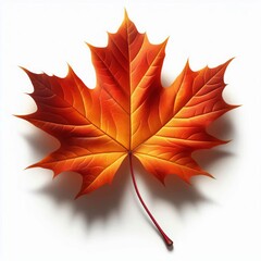 A vibrant red maple leaf, isolated on white, evokes the beauty of fall foliage