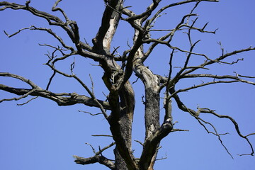 
About 200-250 year-old oak, (Quercus) in the bison enclosure Springe, Germany.

