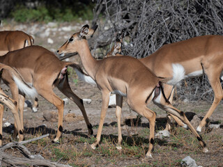  Schwarzfersenantilope oder Impala (Aepyceros melampus)