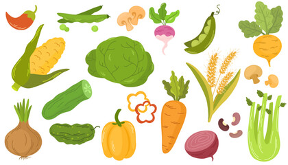 Fresh organic farm vegetables set. Healthy vegetarian food. Autumn harvest of pumpkin, carrot, onion, asparagus, corn, peas. Colored flat vector illustration of veggies isolated on white background
