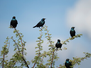 Rotschulter-Glanzstar (Lamprotornis nitens)